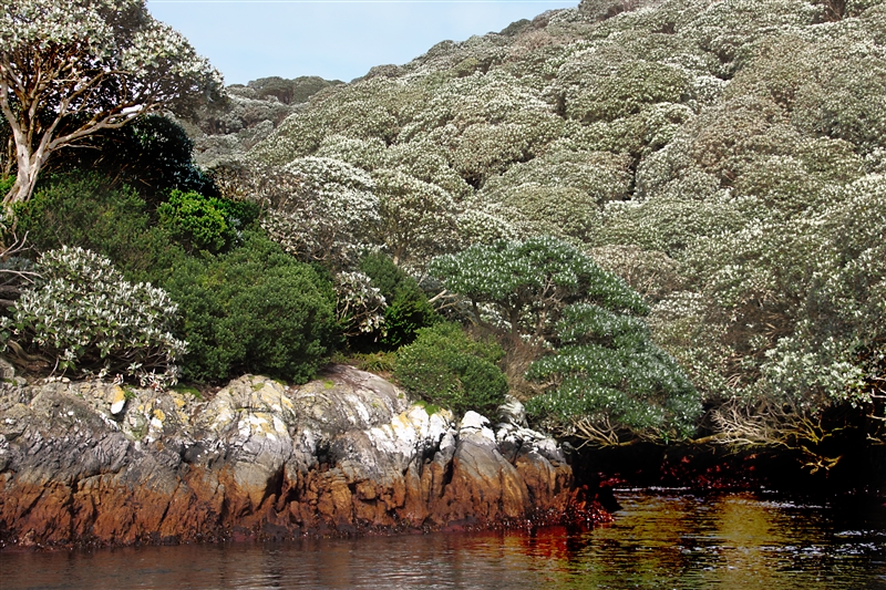 The Snares 2224 m Olearia lyallii Forest - Veronica elliptica a Hebe
